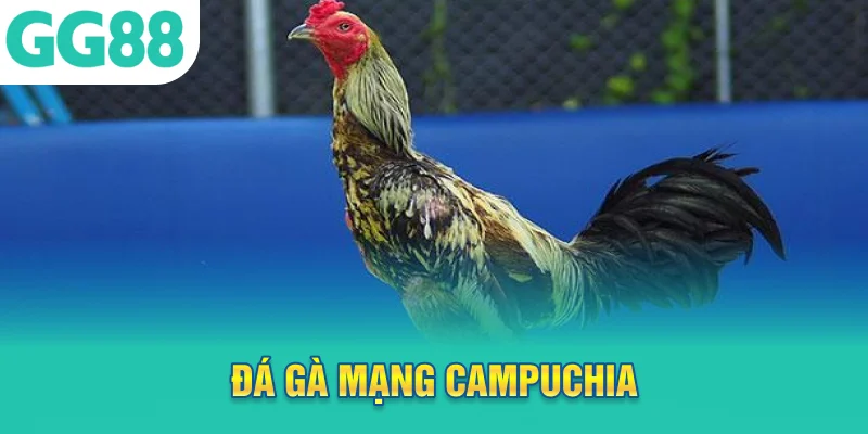 đá gà mạng campuchia