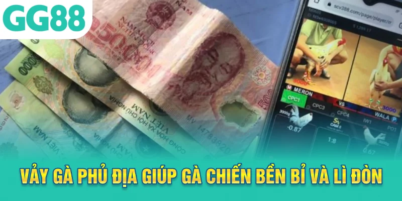 Vảy gà phủ địa giúp gà chiến bền bỉ và lì đòn
